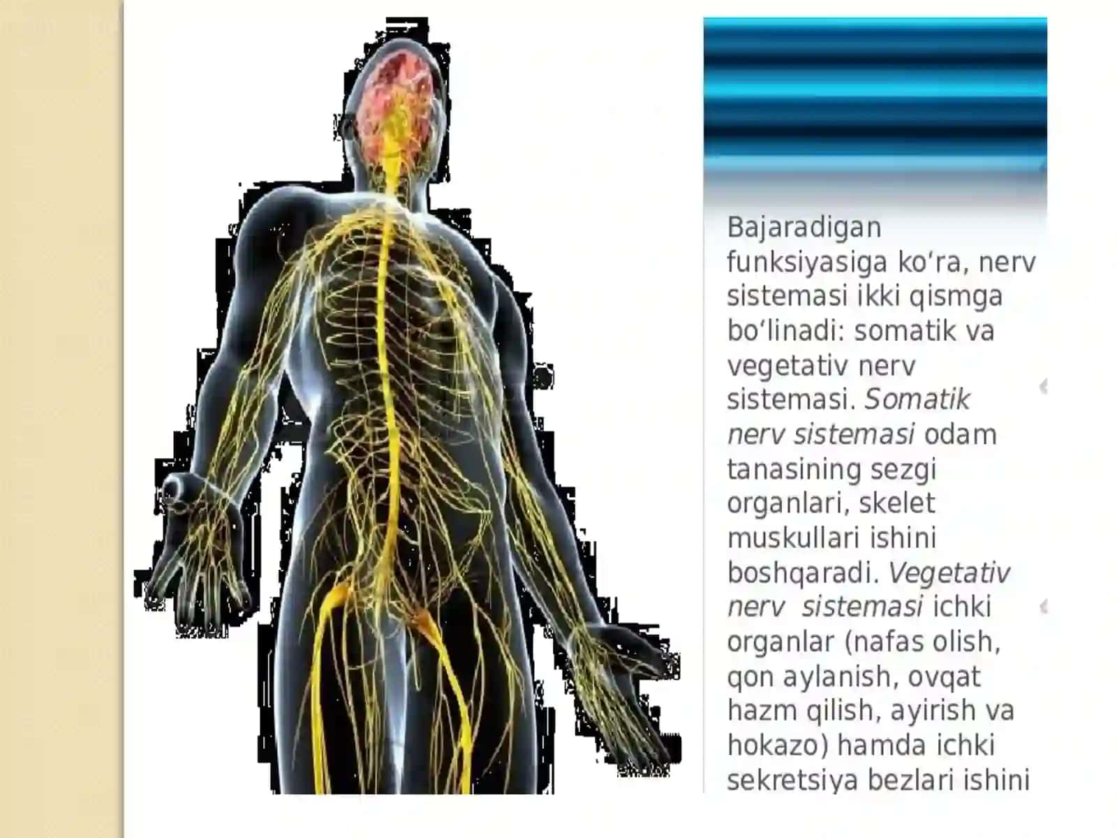 Nervtizimining ahamiyati va gigiyenasi 2