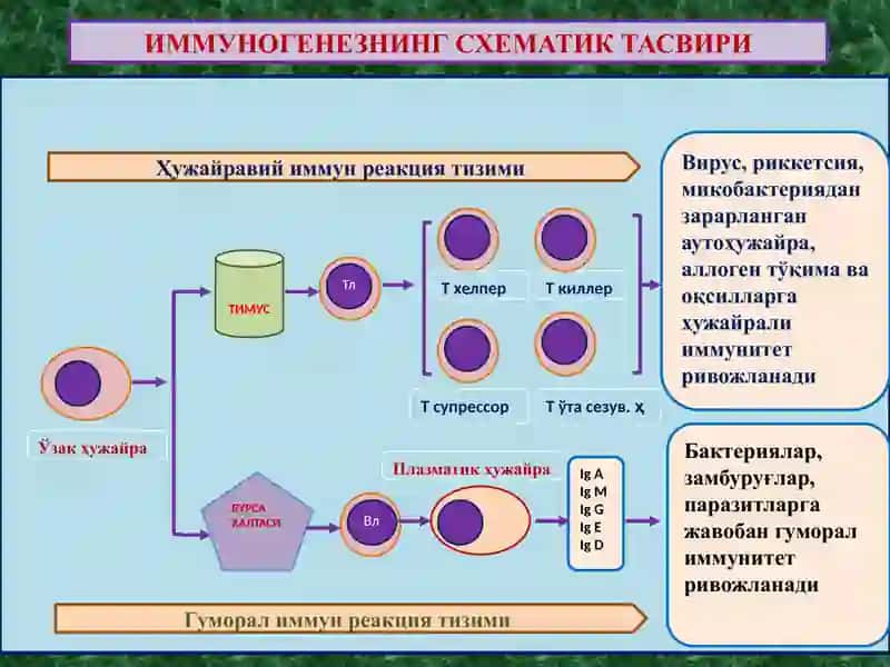 ИММУНОПАТОЛОГИК ЖАРАЁНЛАР 2