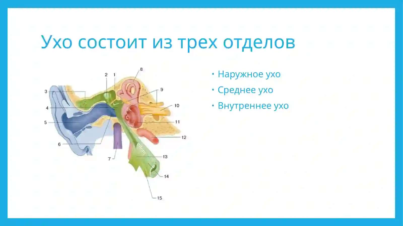 Анатомия уха 2