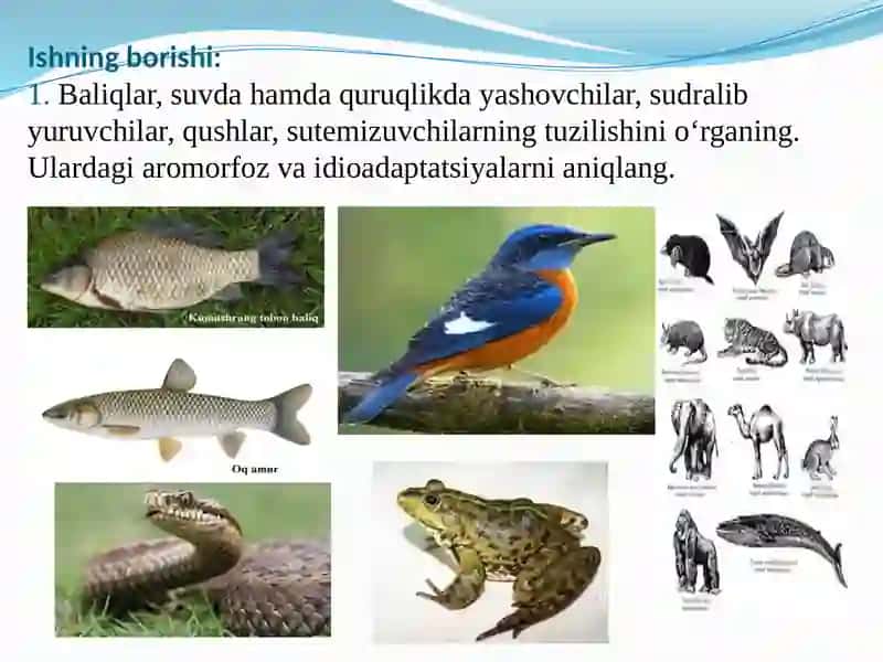 5-laboratoriyamashg‘uloti 11-sinf Umurtqali hayvonlar misolida aromorfoz, idioadaptatsiyalarni o‘rganish. 2