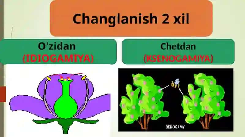 Geitonogamiya changlanish 2
