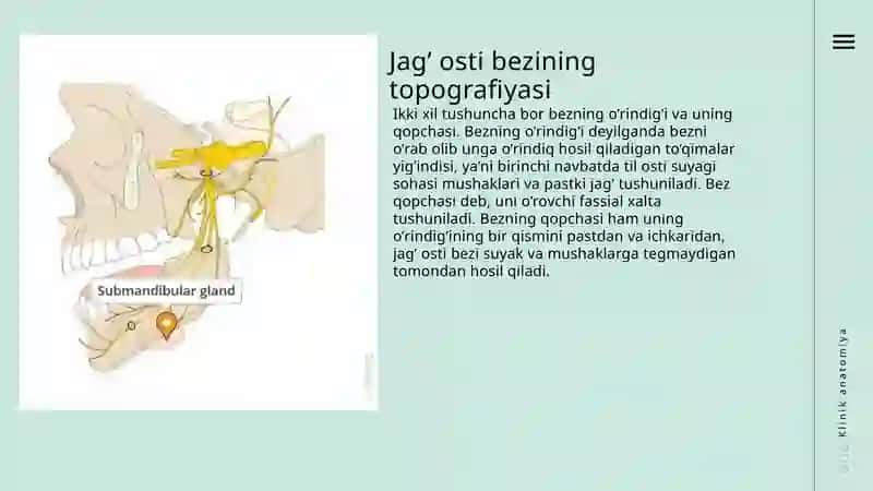 Jag’ osti uchburchagi va jag’ osti so’lak bezi 2