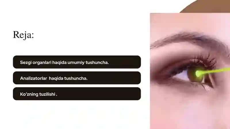 Sezgi organlarining ahamiyati. 2