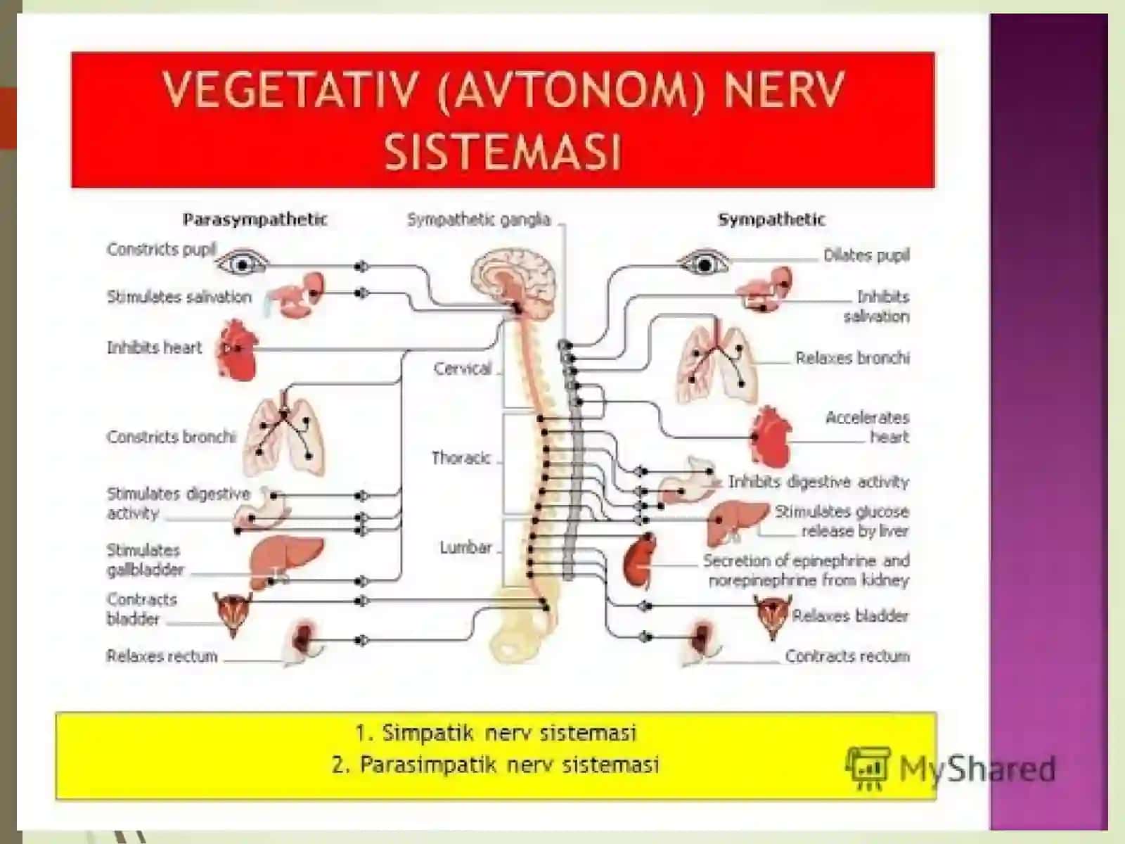 Vegetativ asab tizimining anatomiyasi va fiziologiyasi 2