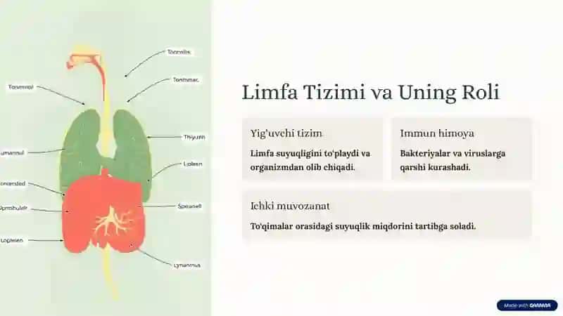 Limfa Tugunlari: Tuzilishi, Vazifalari va Kasalliklari 2