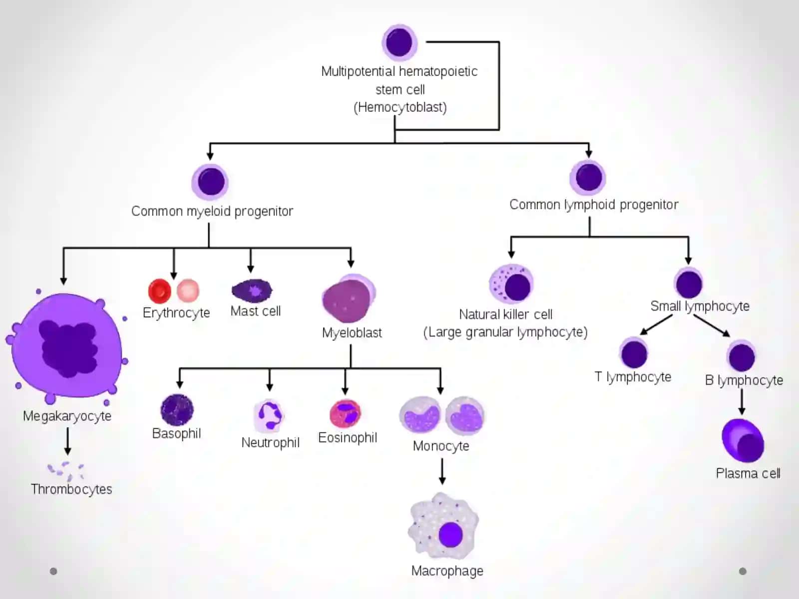 Лейкоцитлар патологияси 2