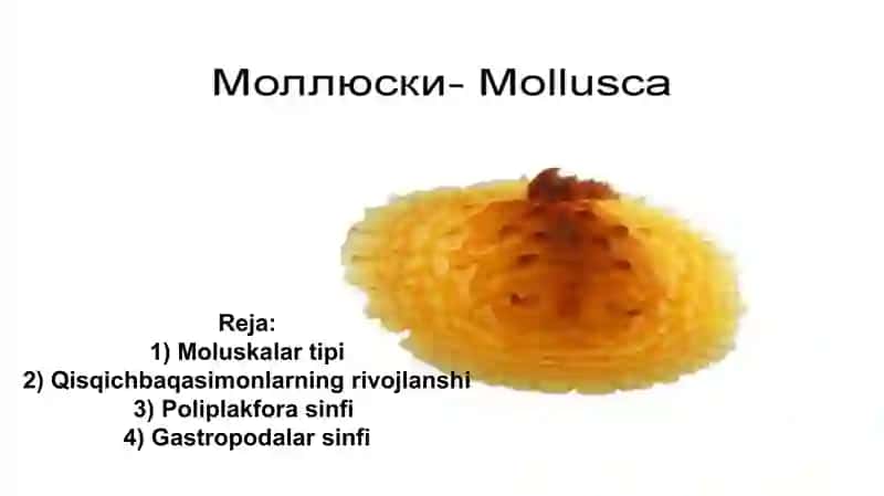 moluskalar tipi haqida ma'lumot 2