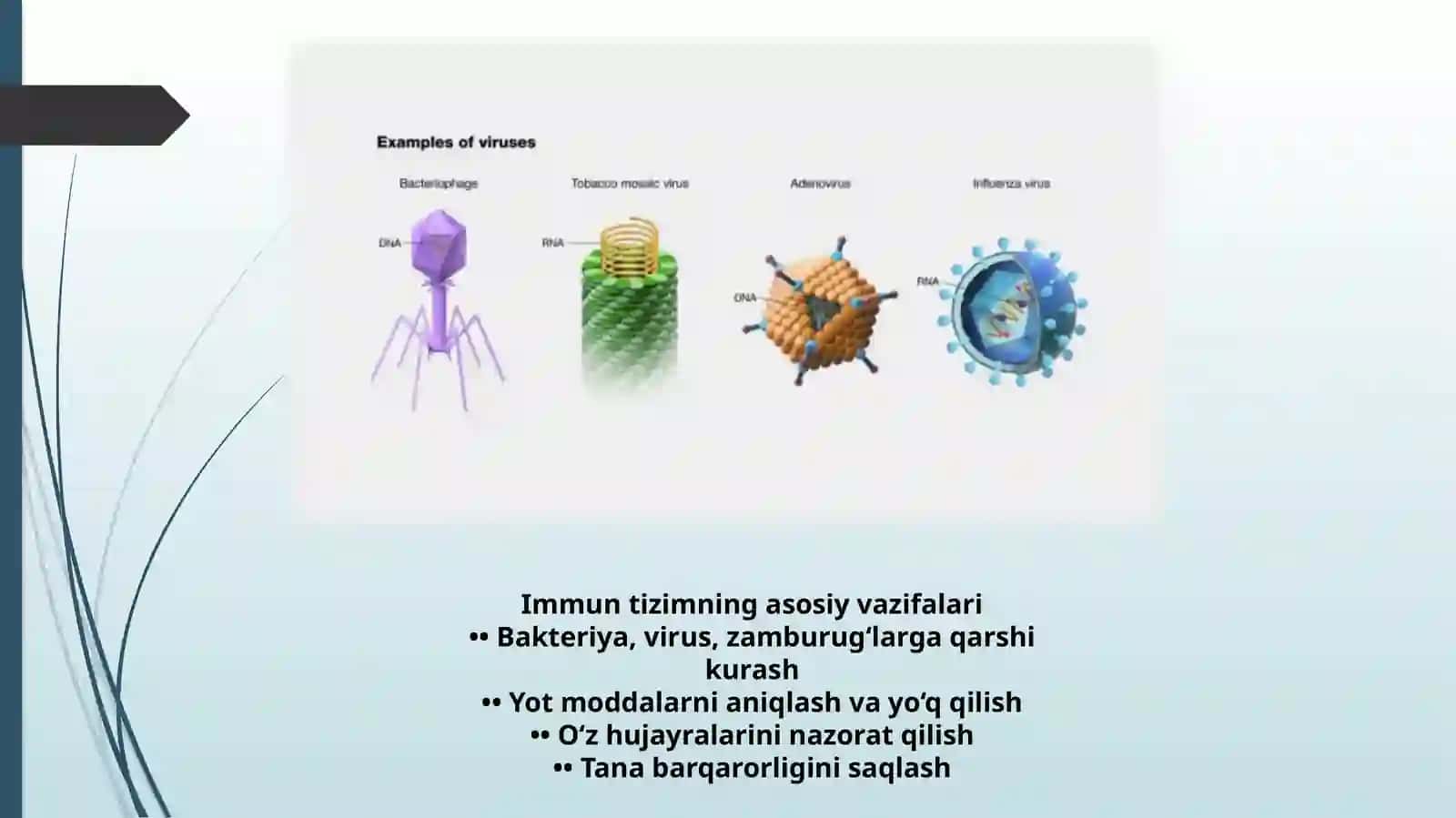 Immuntanqisliklarda opportunistik infeksiyalar kelib chiqishining molekulyar mexanizmi 2