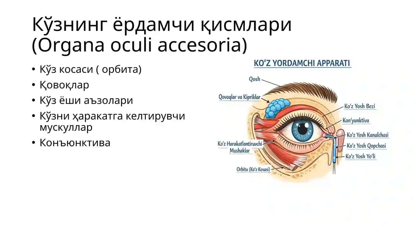 Кузнинг ёрдамчи аппарати анатомияси 2