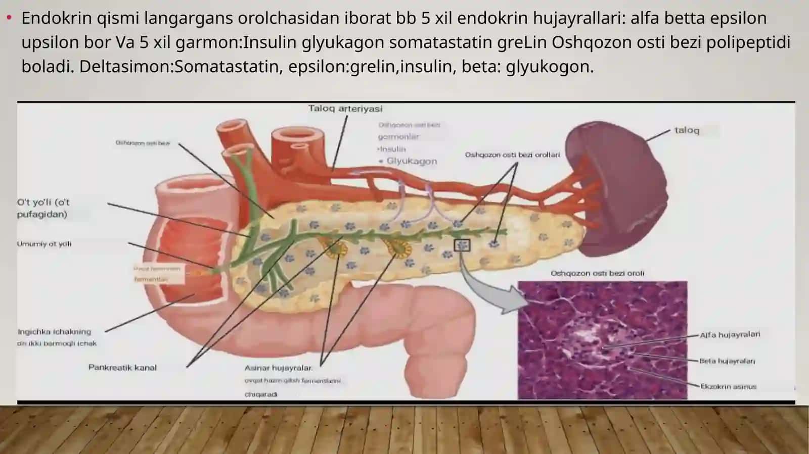me’da Osti va buyrak usti bezi fiziologiyasi. Insulin va glyukagon Effektlari 2