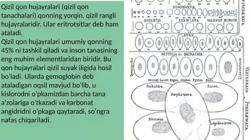 Qizil qon tanachalari ppt 2