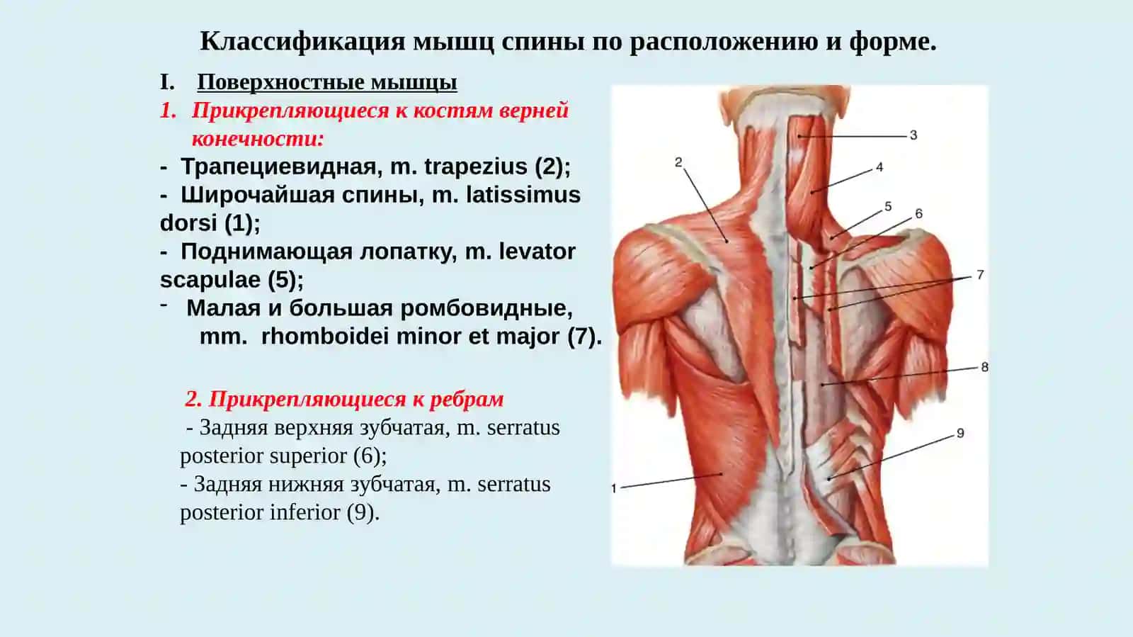 Мышцы туловища, действующие на верхнюю конечность. Мышцы шеи и головы 2