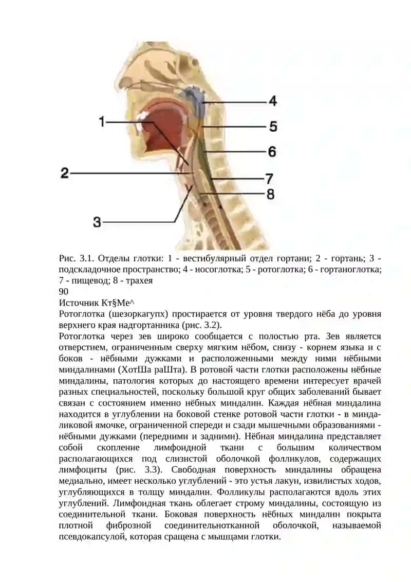 Клиническая анатомия глотки 2
