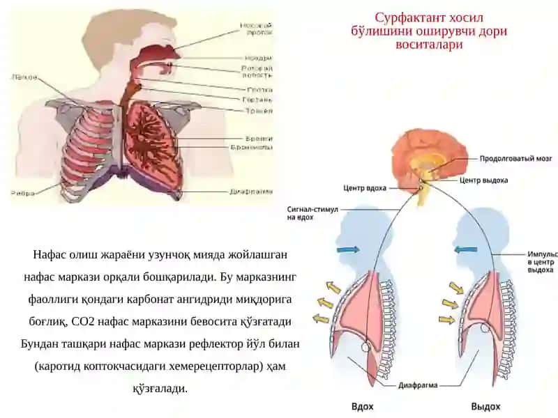 Нафас тизими фаолиятига таъсир этувчи дори воситалари 2
