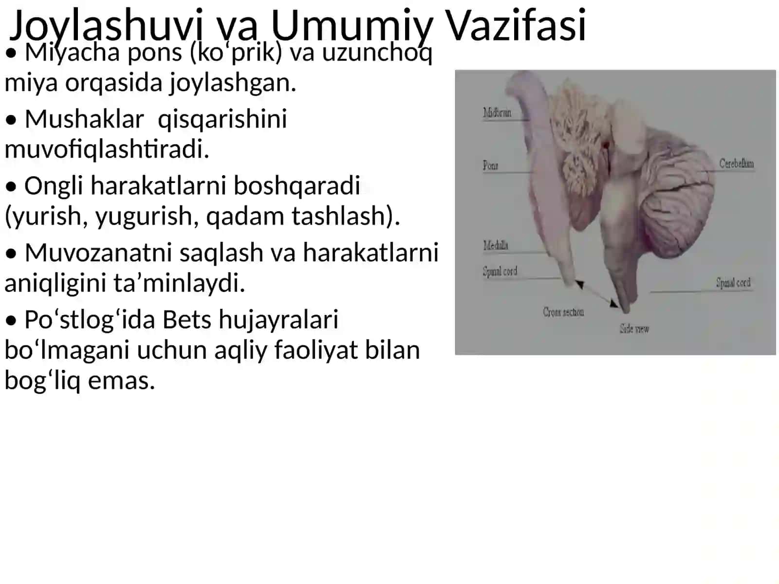 Miyacha (Cerebellum) 2