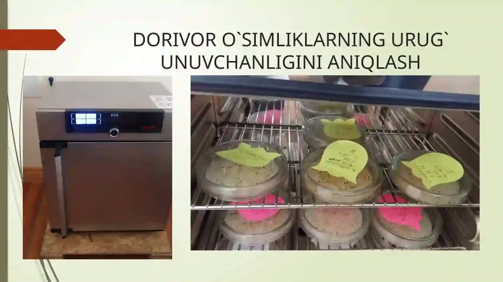 Dorivor o‘simliklar bioekologiyasining asosiy usullarini o‘rganish 2