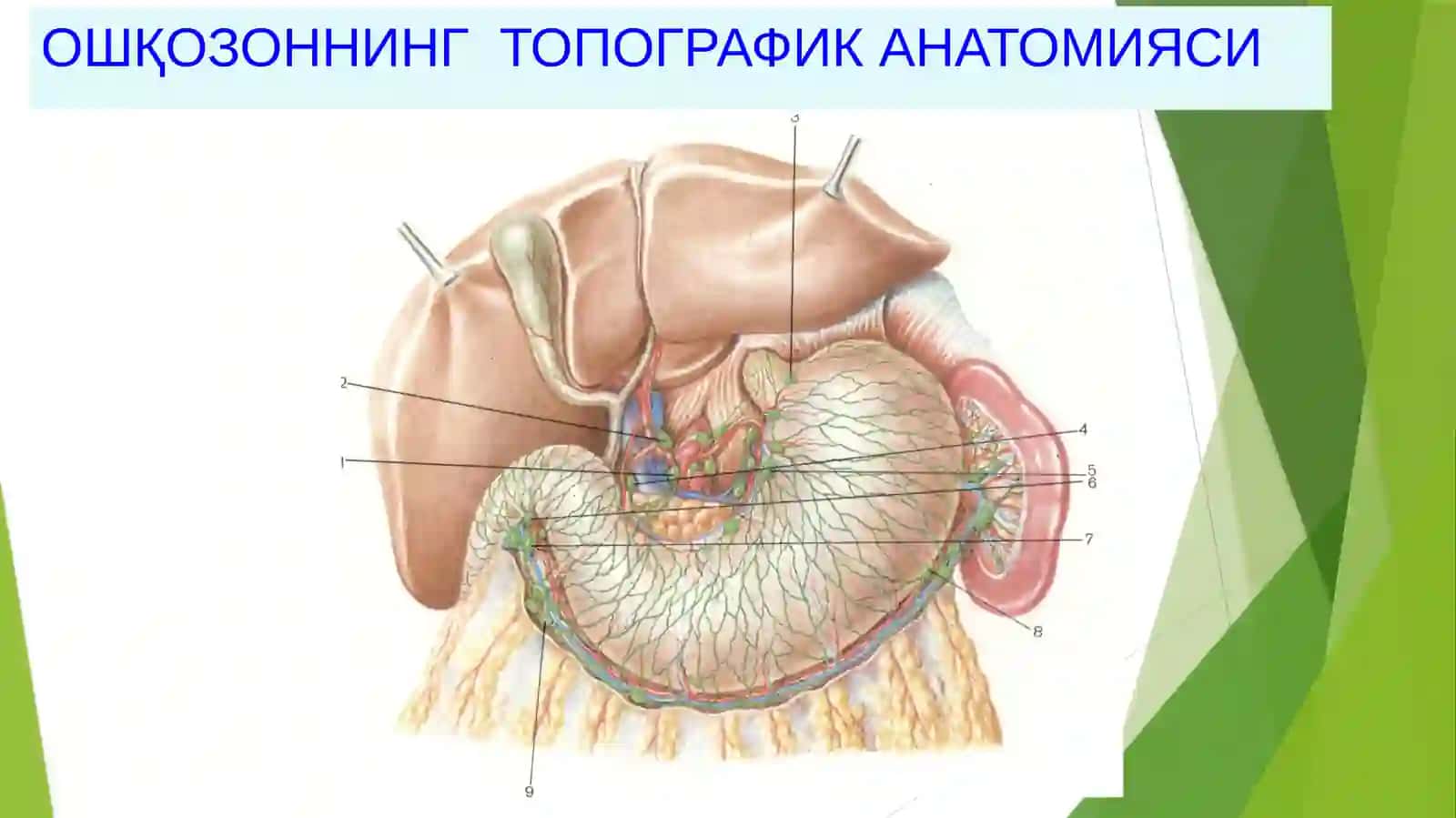 ОШҚОЗОНРАКИ– (С16.1,2,3, 4) 2