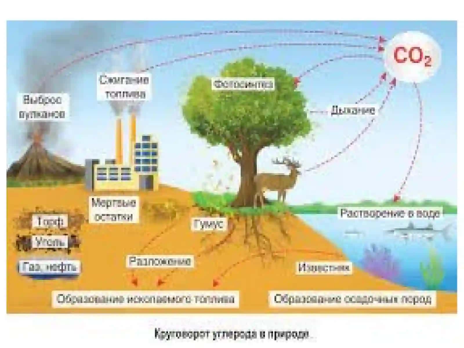 Углеродни табиатда айланишида микроорганизмларни роли 2