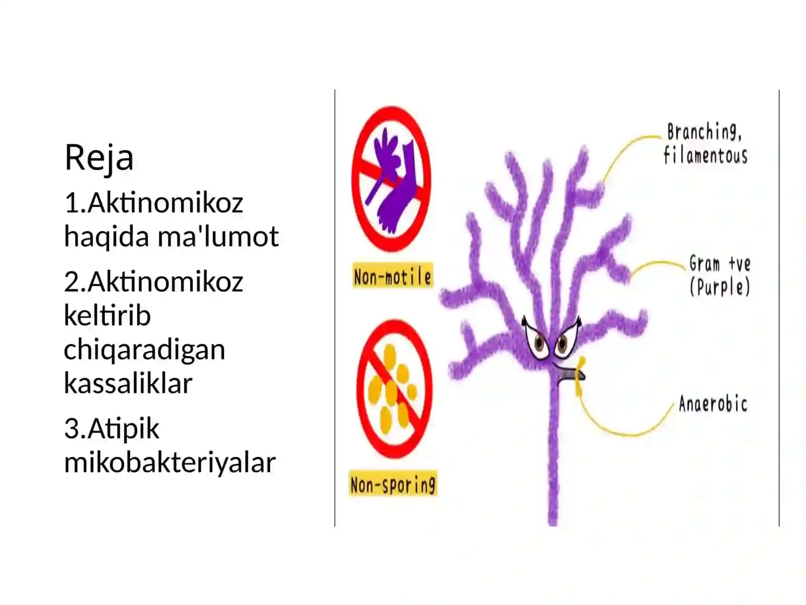 Aktinimikoz qo'zg'atuvchilari tavsifi va ular keltirib chiqargan kassalliklar tashxisi.Atipik mikobakteriyalar va ularni amaliyotdagi ahamiyati ular keltirib chiqargan kassaliklar tashxisi 2