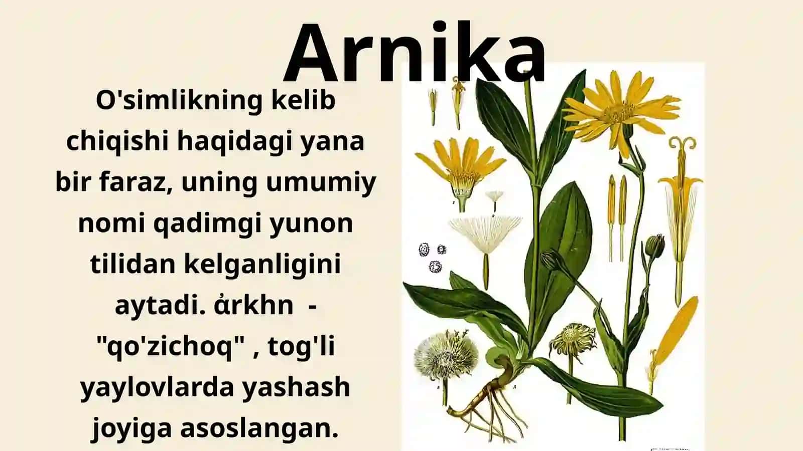 Shimoliy Amerika o'simliklari 2