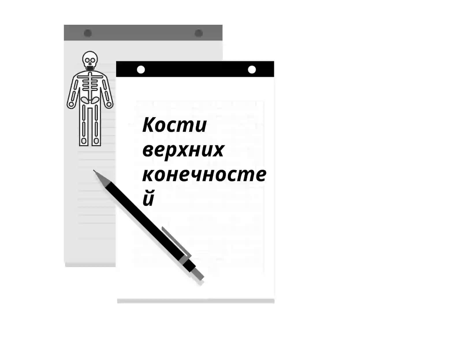 Кости конечностей 2