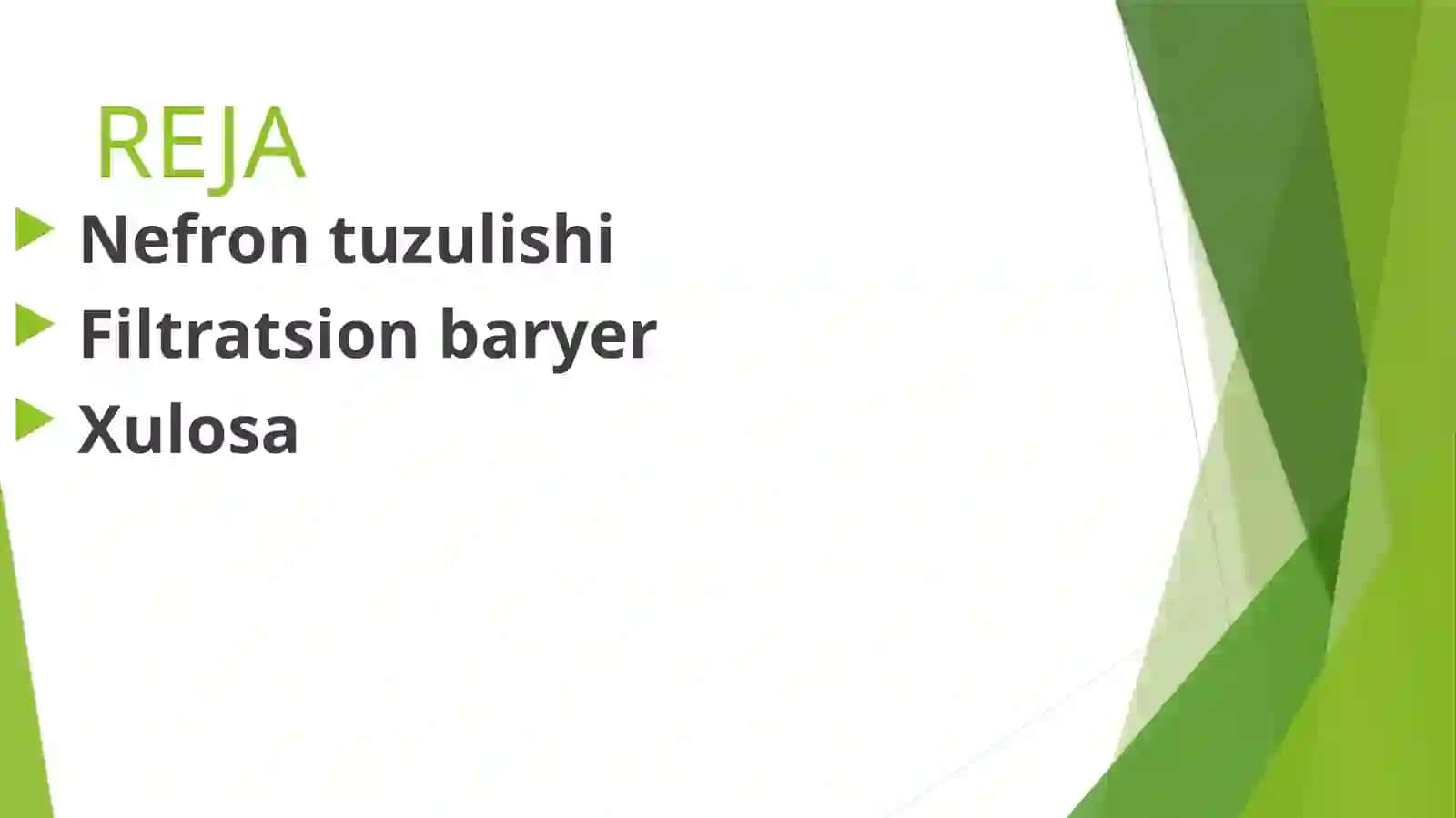 Nefron tuzilishi, qismlari, filtratsion baryer 2