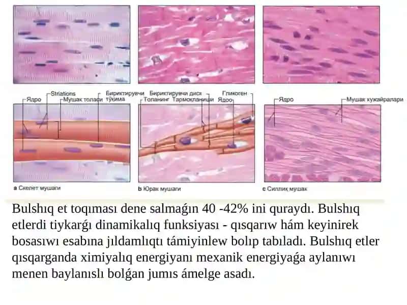 Bulshiq et bioximiyasi 2