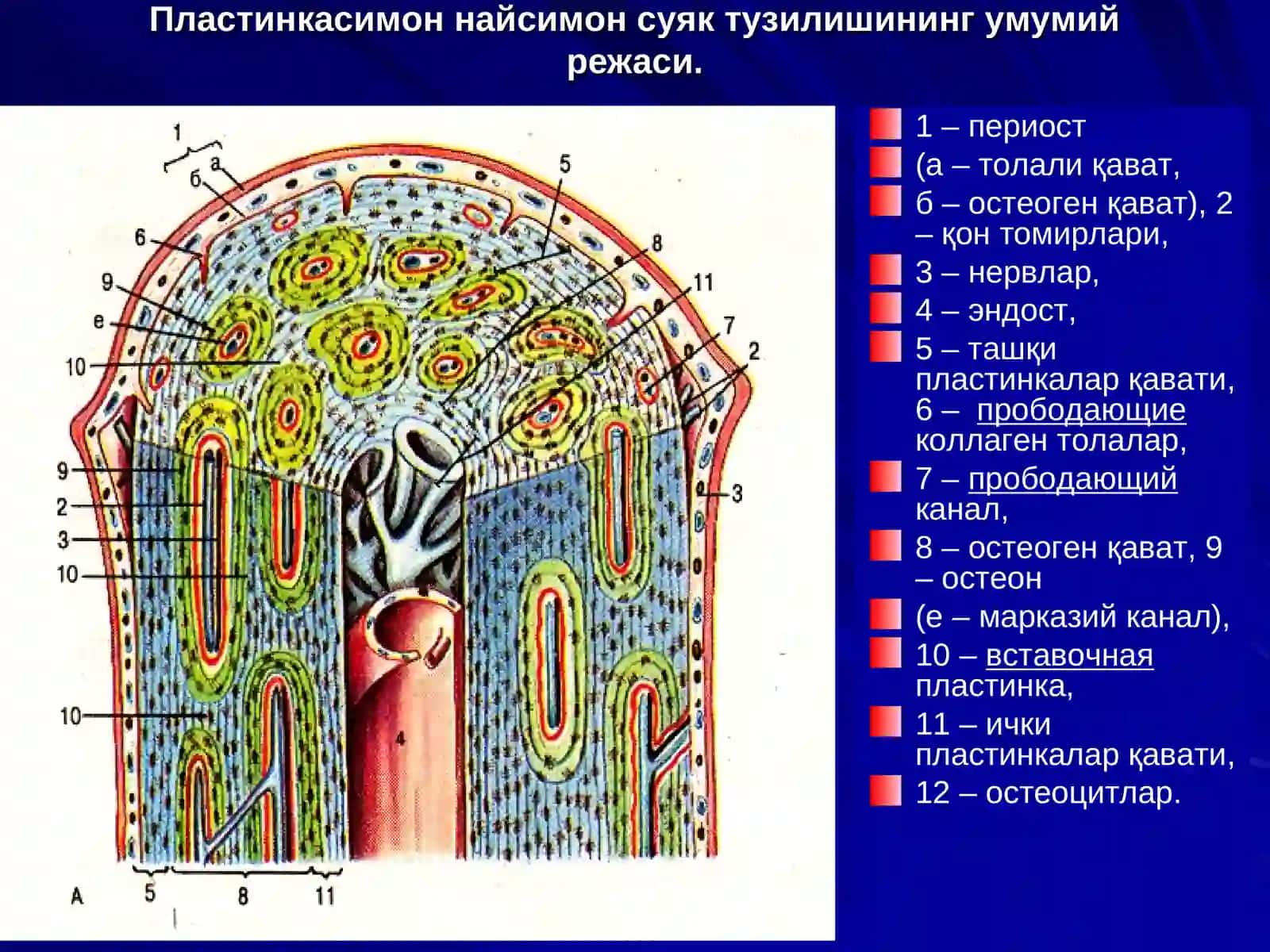 СУЯК ТЎҚИМА 2