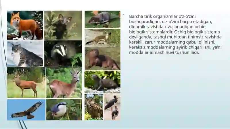 Hayvonlarning qonaylanish organlari evolutsiyasi 2