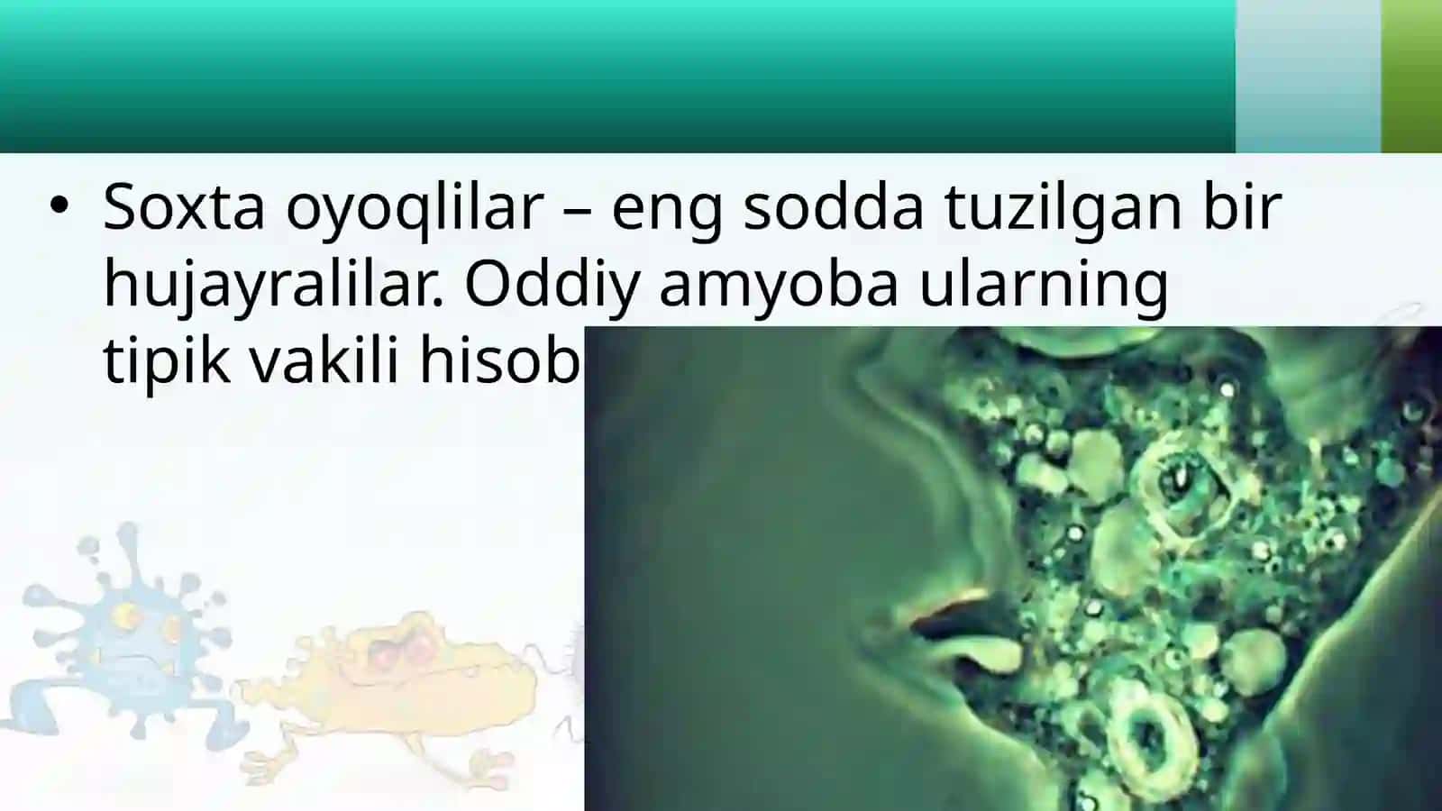 7-sinf Zoologiya 'Soxta oyoqlilar sinfi' ko'rgazma 2