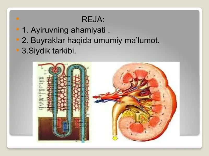 Ayruv tizimi. Buyraklar. Siydik tarkibi. 2
