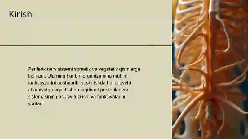 Periferik nerv sistemasi 2