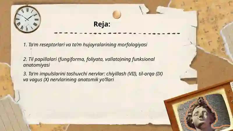Ta'm bilish va hid bilish a'zolarining funksional anatomiyasi 2