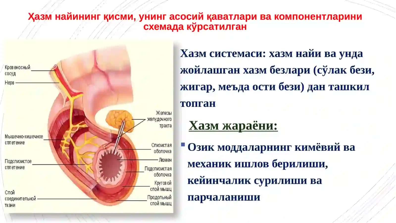ҚИЗИЛЎНГАЧ, МЕЪДА ВАИЧАКЛАР 2