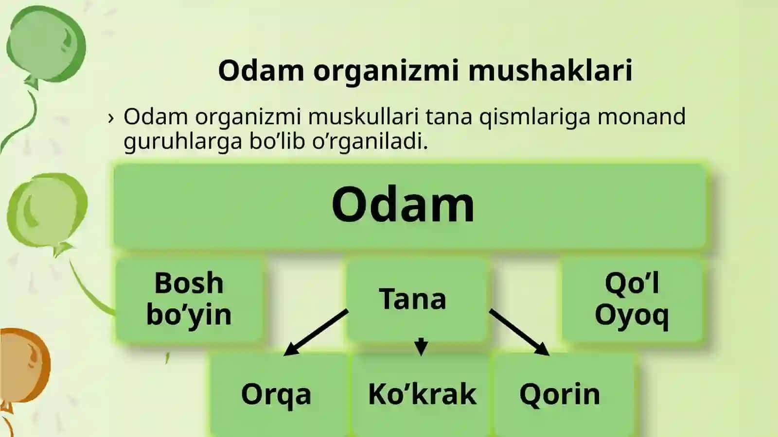 Tananing o'rga mushaklari anatomiyasi 2