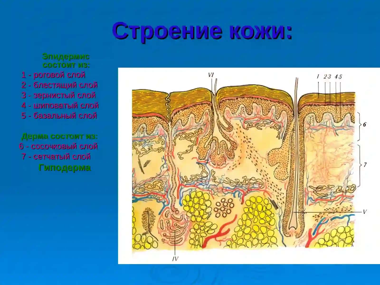 СТРОЕНИЕ КОЖИ, АНАТОМИЯ, ГИСТОЛОГИЯ И ФИЗИОЛОГИЧЕСКИЕ СВОЙСТВА КОЖИ 2