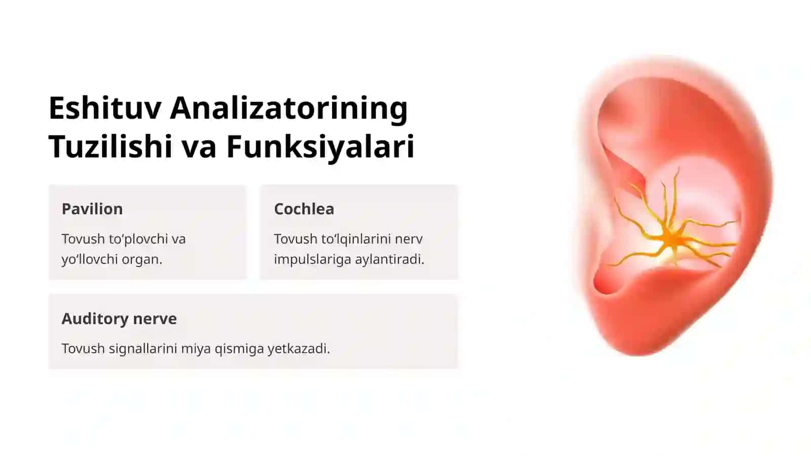 Eshituv va Vestibulyar Analizatorlar: Ichki Aʼzolar Bilan Bogʻliqligi 2