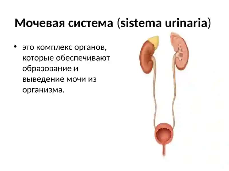 Мочевая система(sistemaurinaria) 2