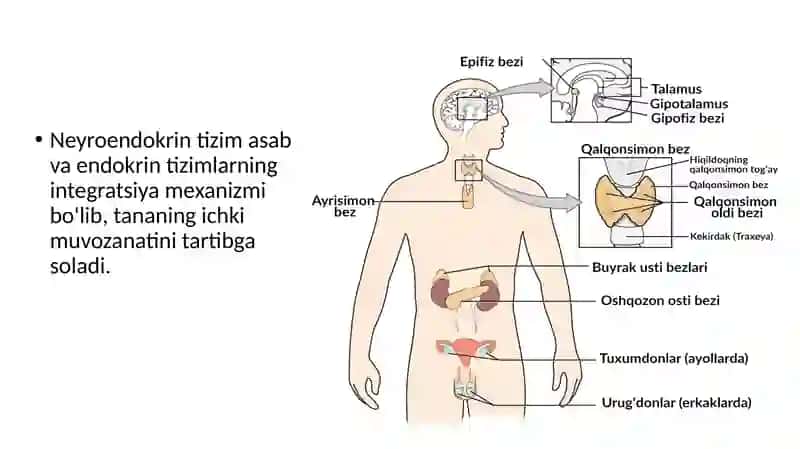 Neyroendokring  tizimning  struktur  funksional  tavsifi 2