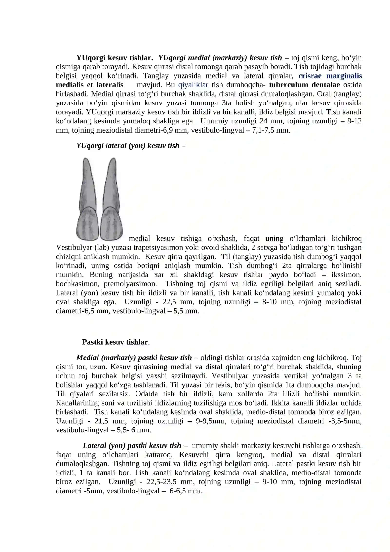 Tishlarning xususiy anatomiyasi 2