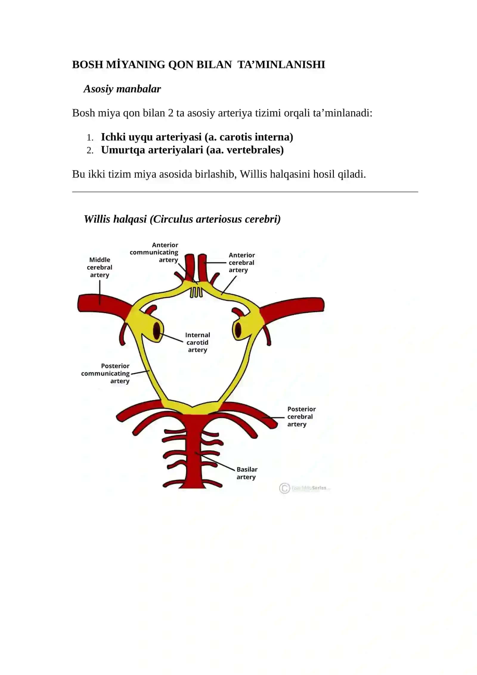 Miyaning o'rta arteriyasi (a. cerebri media) 2