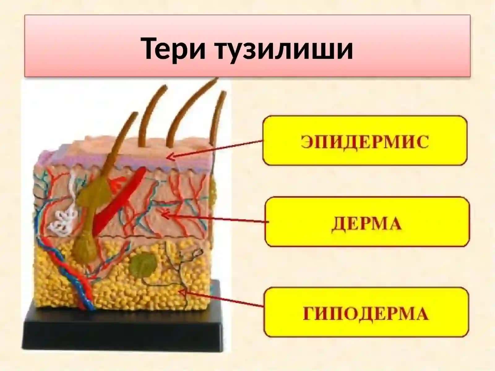 ИКП ВА ТЕРИ ТАЪНОСИЛ КАСАЛЛИКЛАРИ КАФЕДРАСИНИНИНГ ОРМАЛ ТЕРИ ТУЗИЛИШИ 2
