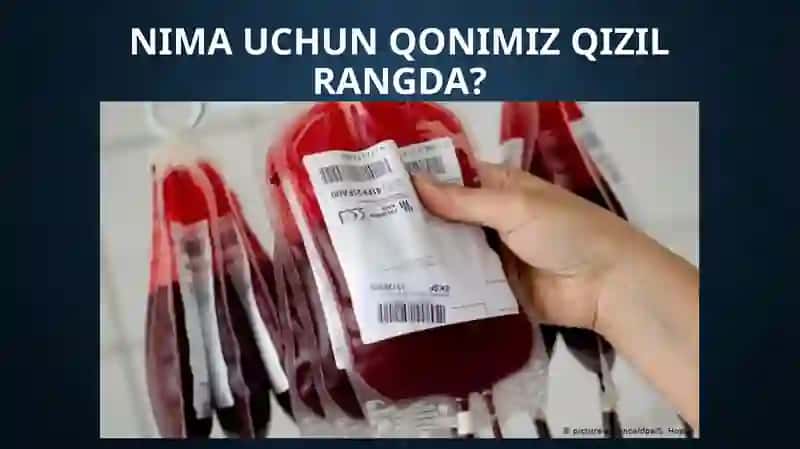 GEMOGLABIN. TEMIR YETISHMOVCHILIGINI IMMUN TIZIMIGA TA’SIRI 2