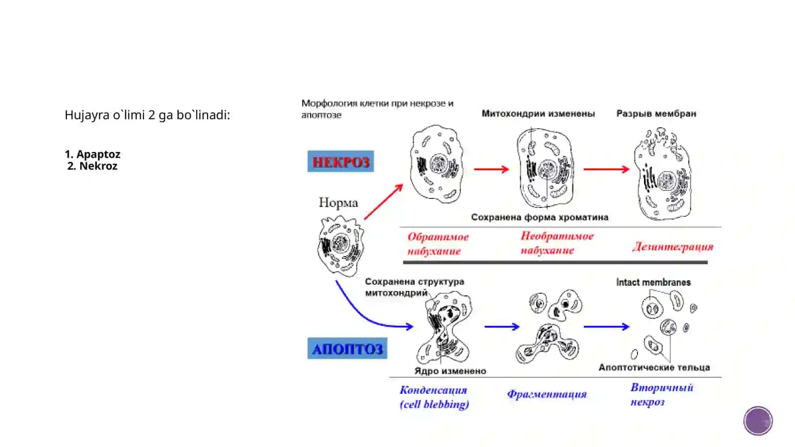 MOLEKULYAR BIOLOGIYA–2qism 2
