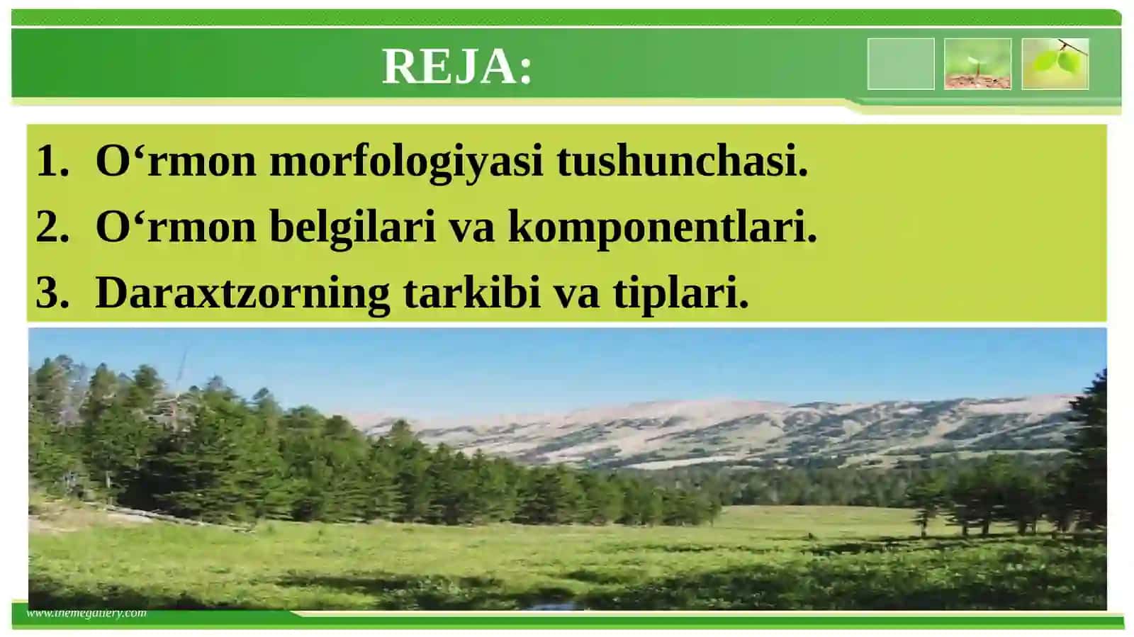 O‘rmon morfologiyasi.Asosiy elementlari va komponentlari 2