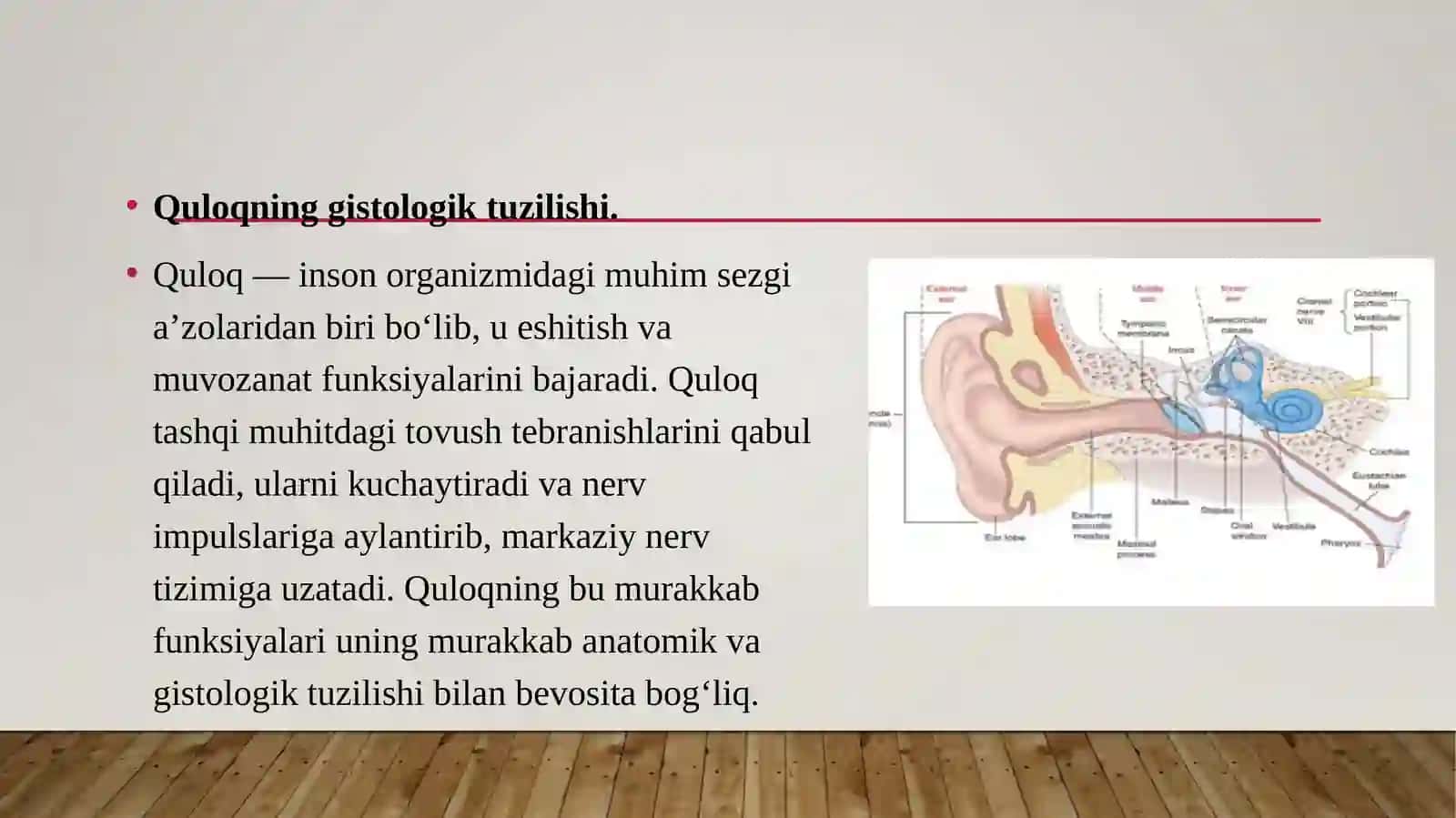 Gistologiya fanidan tayyorlagan taqdimoti 2