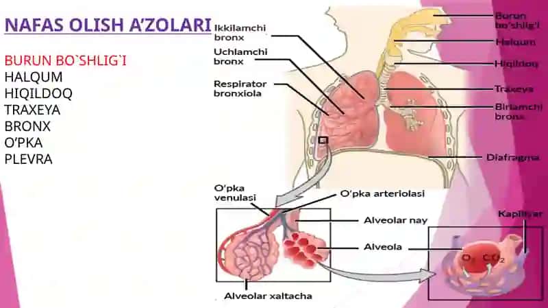 Nafas Olish A'zolari 2
