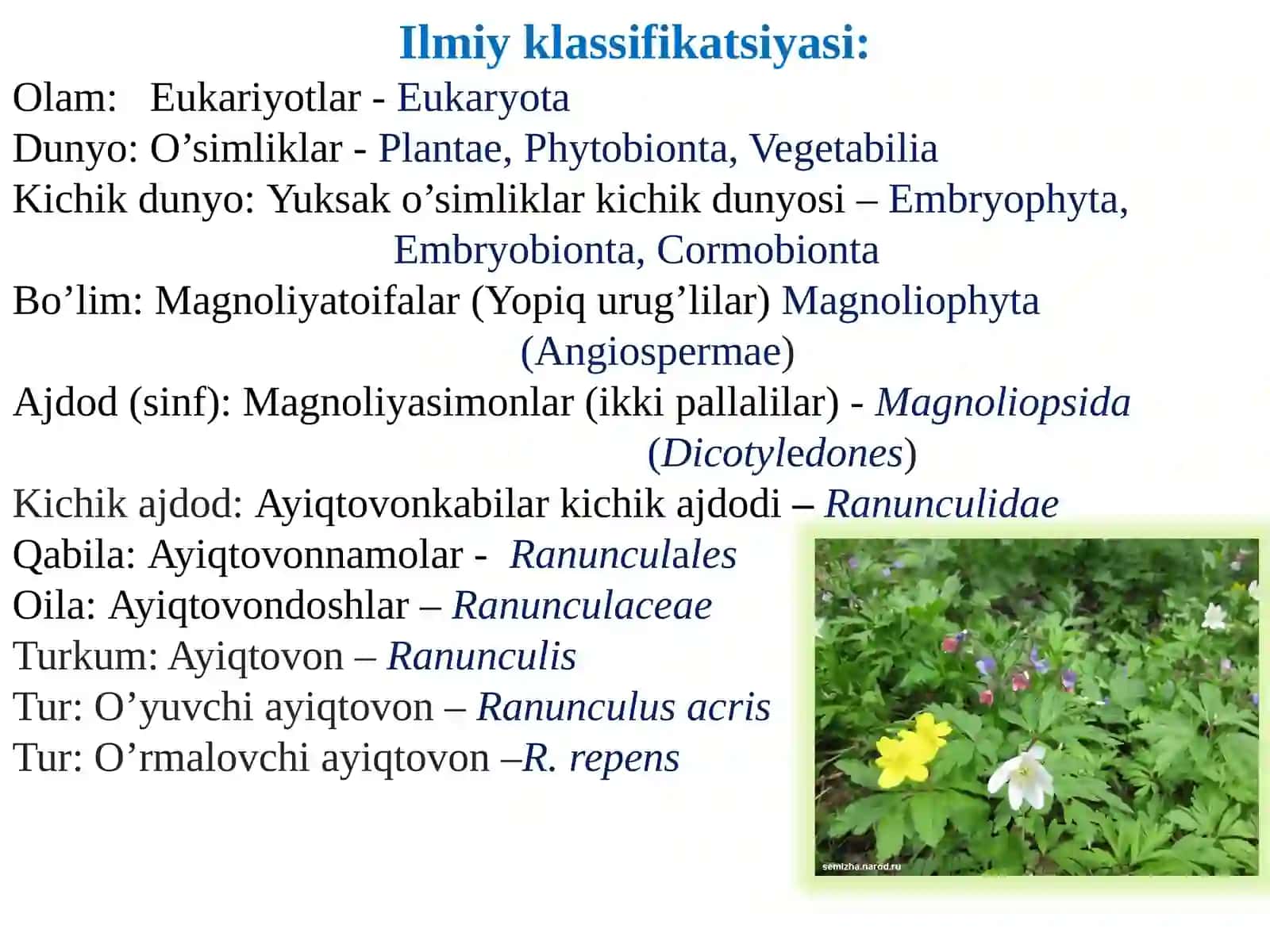 Ayiqtovondoshlar - Ranunculaceae oilasi 2