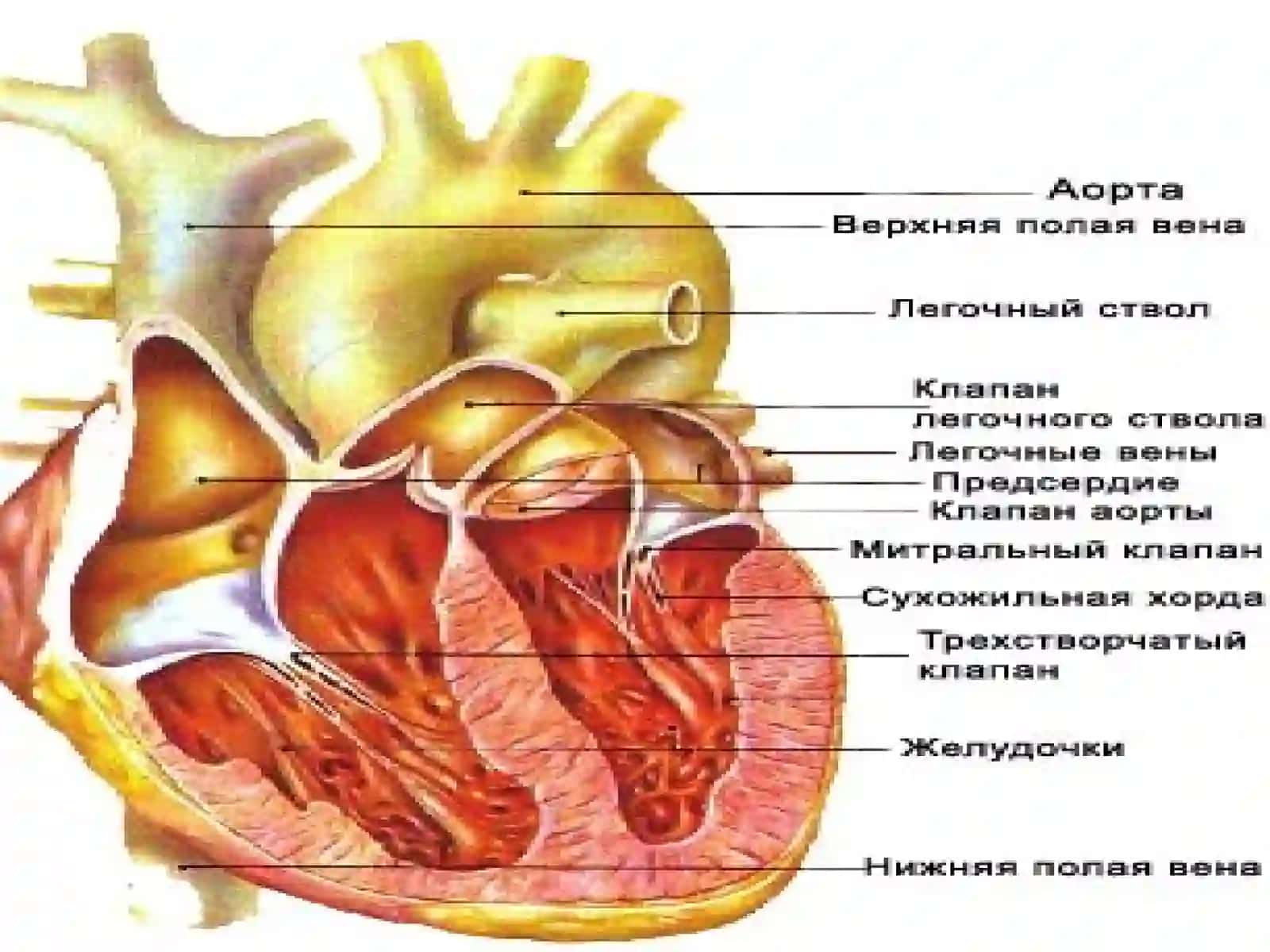 Миокард ишемияси ва юрак мушаги некрози синдроми 2