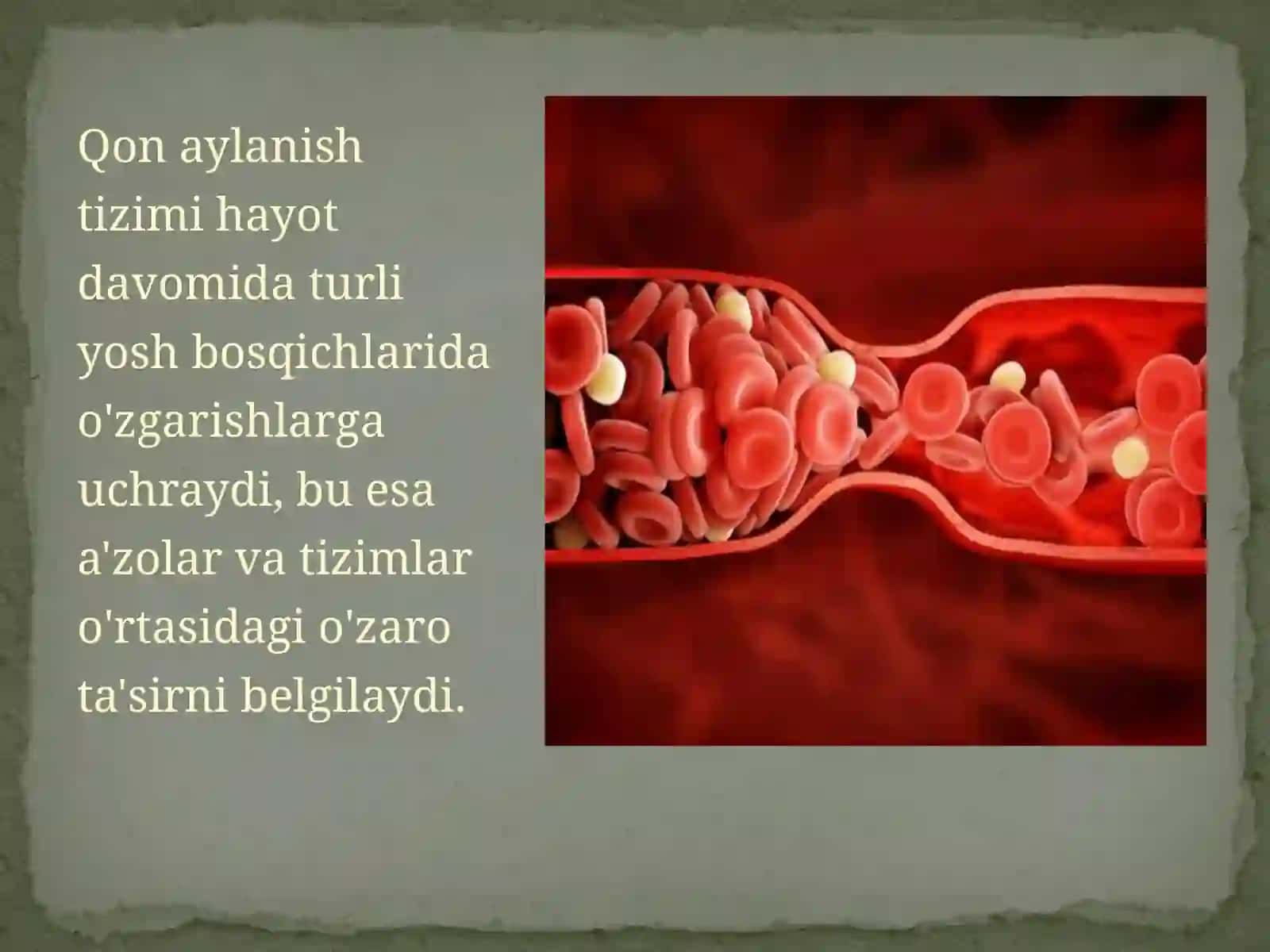Qon aylanish tizimining yoshga xos xususiyatlari va vazifalari 2
